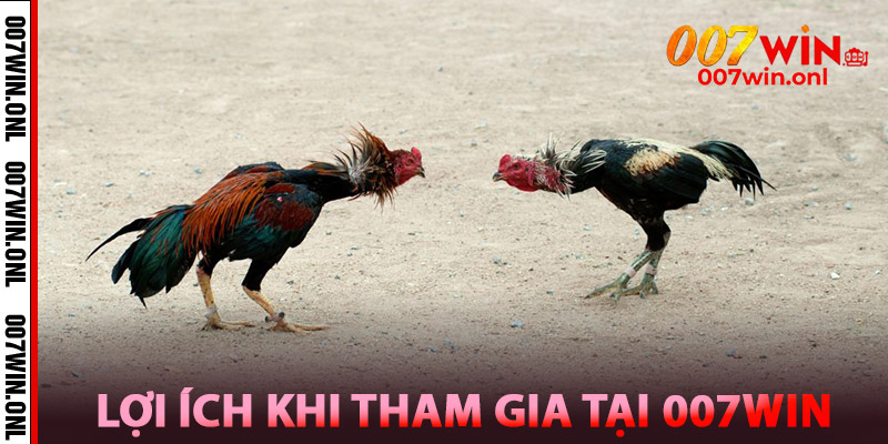 Đá Gà S128 – Trực Tuyến Sát Phạt, Gà Chiến So Tài Đỉnh Cao 3 Lợi ích khi tham gia tại 007win