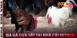 Tìm Hiểu Về Đá Gà Cựa Sắt Tại Nhà Cái 007win