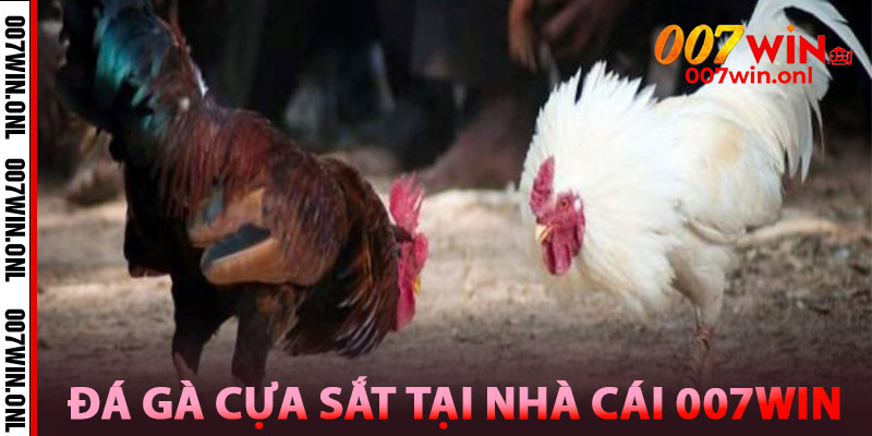 Đá Gà Cựa Sắt – So Găng Máu Lửa, Ăn Tiền Siêu Nhanh 2 Tìm Hiểu Về Đá Gà Cựa Sắt Tại Nhà Cái 007win