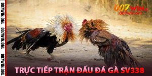 Trực Tiếp trận đấu Đá Gà SV338